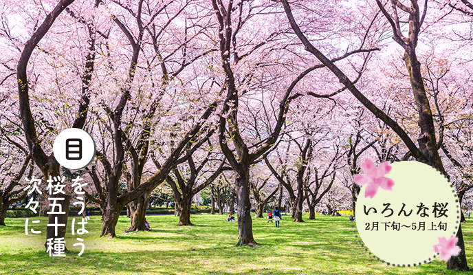 いろんな桜（2月下旬〜5月上旬）”目をうばう 桜五十種 次々に”