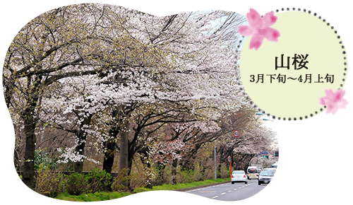 山桜（3月下旬〜4月上旬）