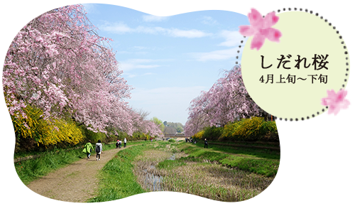 しだれ桜（4月上旬〜下旬）