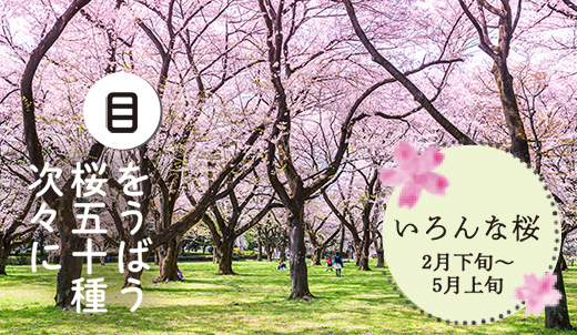 春色に染まる 江戸発祥の桜の名所へ 特集コンテンツ 小金井百店一首 江戸東京こがねい浪漫