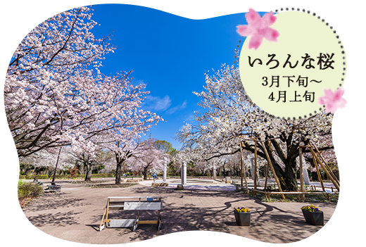 春色に染まる 江戸発祥の桜の名所へ 特集コンテンツ 小金井百店一首 江戸東京こがねい浪漫